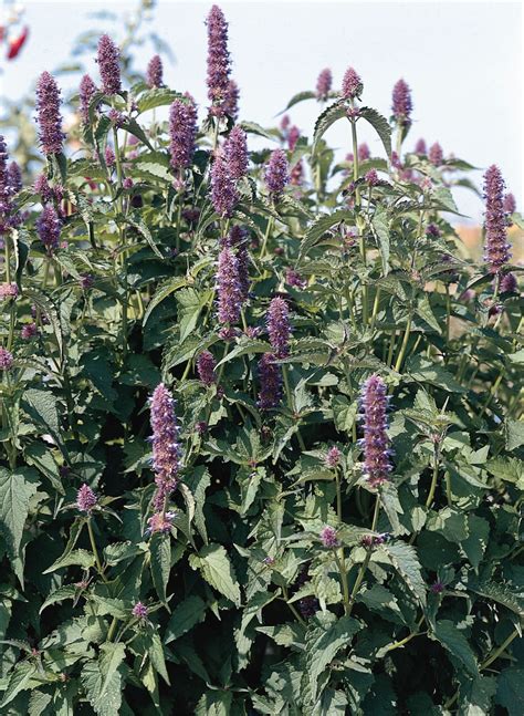 Agastache Liquorice Blue Kings Seeds Direct