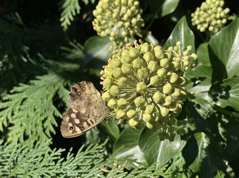 Butterfly Conservation On Twitter Rt Stephmurphy Just Been To My