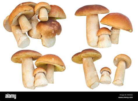 Conjunto De Im Genes Con Boletus Edulis King Bolete Hongos Aislados