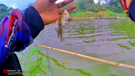 Umpan Dilempar Langsung Disambar Mancing Nila Waduk Lahor Youtube