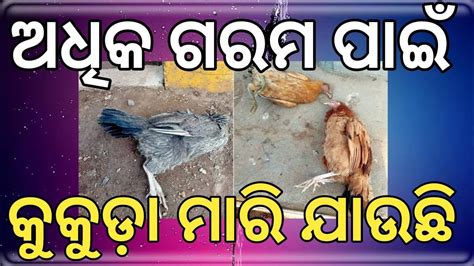 Poultry Farming Odisha Desi Poultry Farm In Odisha Poultry Farm