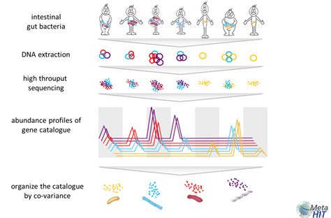 Method For Identifying Metagenomic Species Metagenopolis