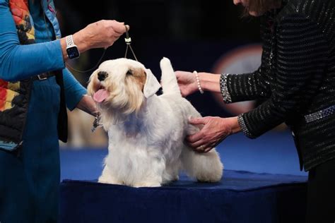 The Winner Of The 2023 National Dog Show Is Stache, A Sealyham Terrier