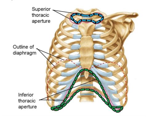 Anatomy Thorax Flashcards Quizlet