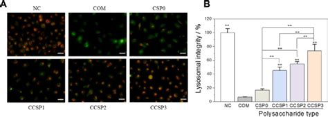 Changes Of Lysosomal Integrity Of Hk Cells After The Treatment Of