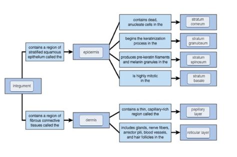 Epithelial Tissue Concept Map Mastering A And P Cristi Claudelle