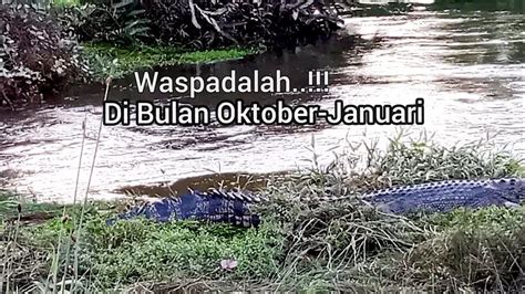 ASLI KAGET TAK DISANGKA KETEMU PENUNGGU SUNGAI BIKIN BADAN NGILU