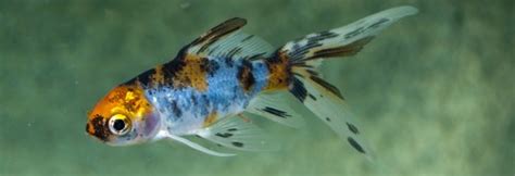 The Comet Goldfish Care Guide: Fact Sheet, Breeding, Behavior, Etc.