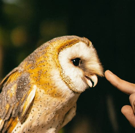 Barn Owl Photos, Download The BEST Free Barn Owl Stock Photos & HD Images