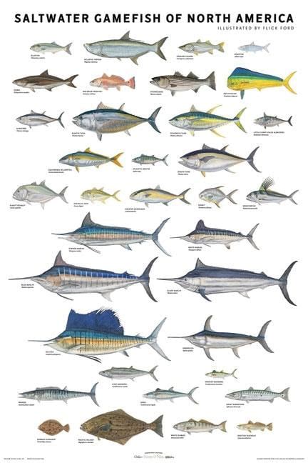 Saltwater Gamefish Of North America Poster Poster Walmart