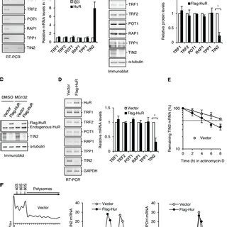 HuR Represses TIN2 Expression By Destabilizing TIN2 MRNA And Reducing