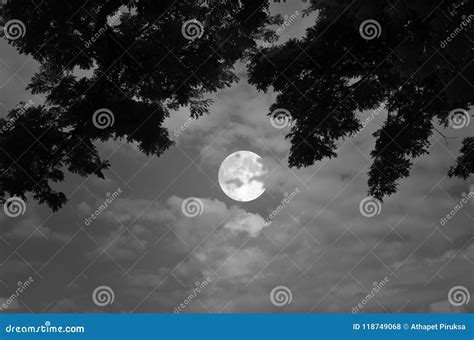 Black And White Image Of Full Moon Night Stock Photo Image Of Natural