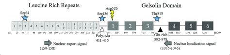 Structure Of Flii Schematic Diagram Of Flii Protein Including Amino