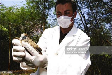 Ird Researchers Fight Avian Flu In Thailand On February 11 2004 In