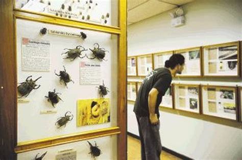 Museo De Insectos 50 Años Dedicados A La Vida En Miniatura La Nación