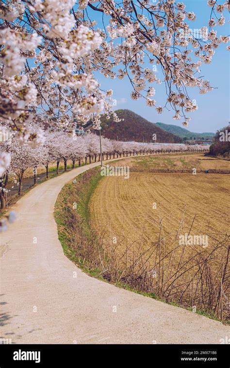 Beautiful cherry blossom in Korea Stock Photo - Alamy