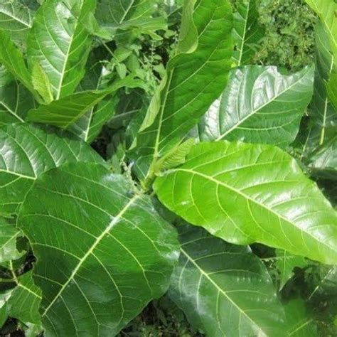 daun awar awar segar fresh  lembar lazada indonesia