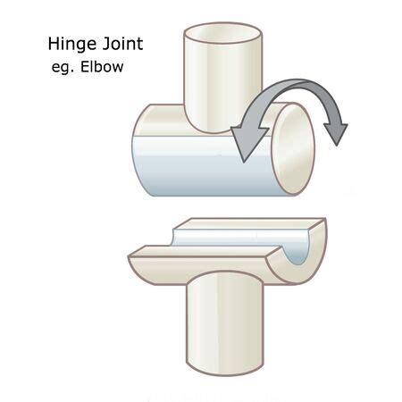 Hinge Joint - WikiMSK