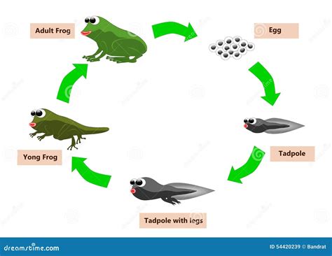 Frog life cycle stock illustration. Illustration of spawn - 54420239