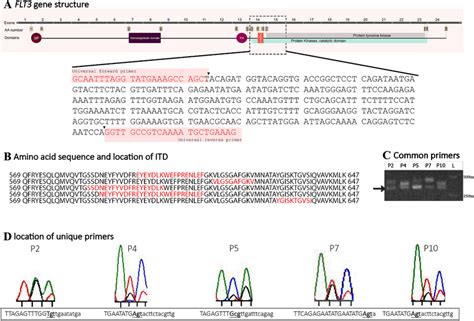 A Domain Structure Of FLT3 Gene And Location Of Universal Primers The