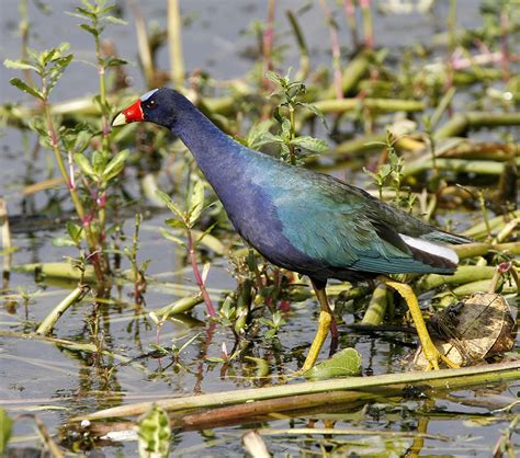 Purple Gallinule – DearTexas,