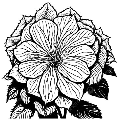 Hydrangea Line Art Illustration Delicate Outline Stroke Design For