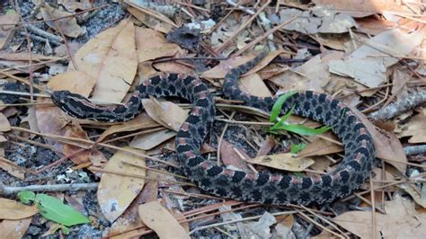 First Aid for Pygmy Rattlesnake Bite - DoveMed