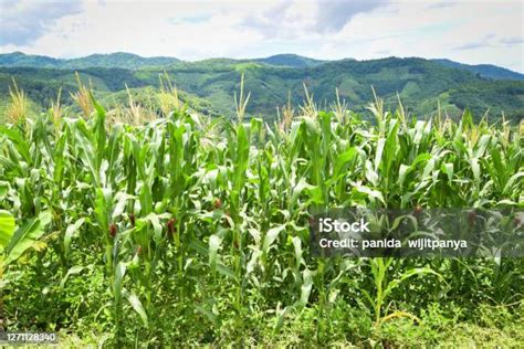 ladang jagung hijau  pertanian perkebunan latar belakang langit biru