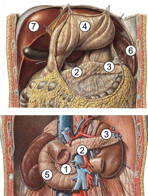 Anatomie Pharma Uni Basel Endokrines System Pankreas Diagram Quizlet