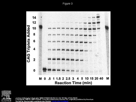 Analysis Of Strand Slippage In DNA Polymerase Expansions