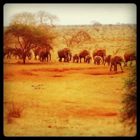 Jungle book | Elephants never forget, Elephant, Jungle book