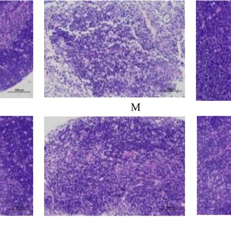 Effects Of Qfgbg On The Spleen Tissues In The He Stained Download Scientific Diagram