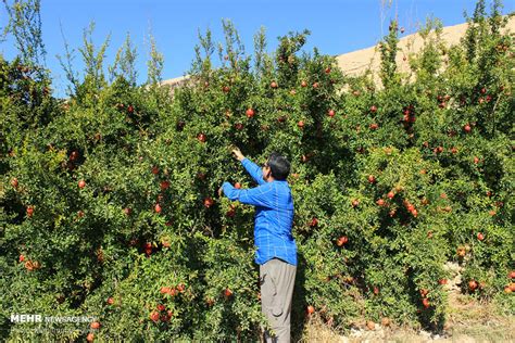 Mehr News Agency Pomegranate Harvest In Lorestan Prov