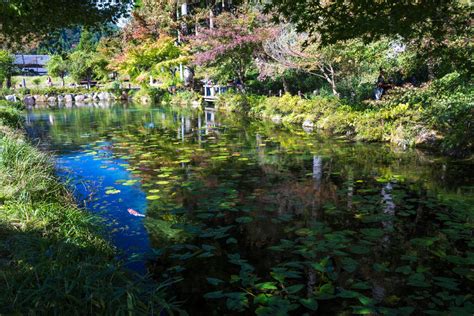 A Serene Lily Pond Oasis Inspired by Monets Masterpieces | Offbeat Japan