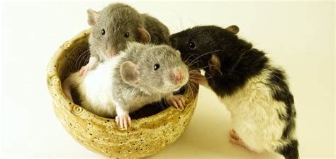 How many babies can mice have? Reproduction Rates! - Mouse Trap Guide