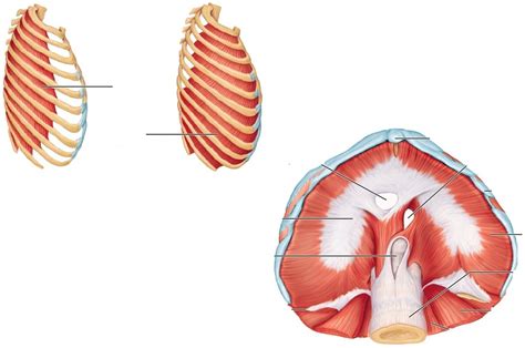 Muscles of respiration Diagram | Quizlet