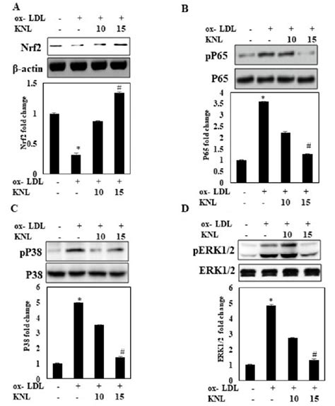 Effect Of Knl On Ox Ldl Induced Inflammation A Activation Of Nrf2 By