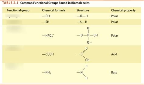 Common Functional Groups in Biomolecules Diagram | Quizlet