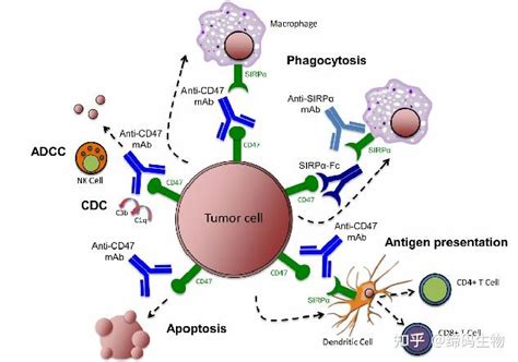 肿瘤免疫靶标 Sirpα抗体联合疗法会是下一个研发热点吗？ 知乎