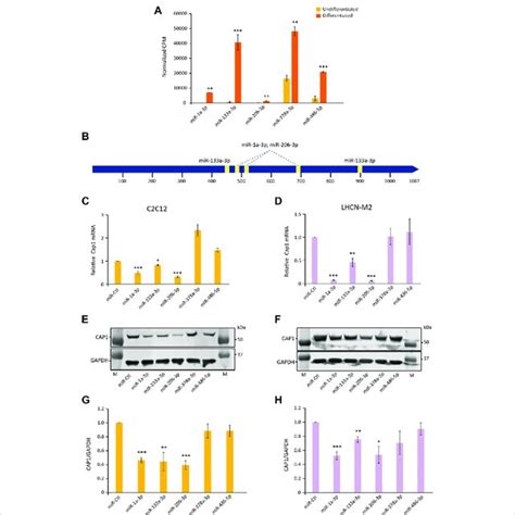 MiRNA MiR 1 MiR 133 And MiR 206 Regulate The Expression Of Cap1 In