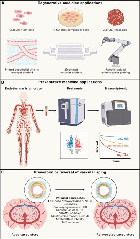 A systems view of the vascular endothelium in health and disease ...