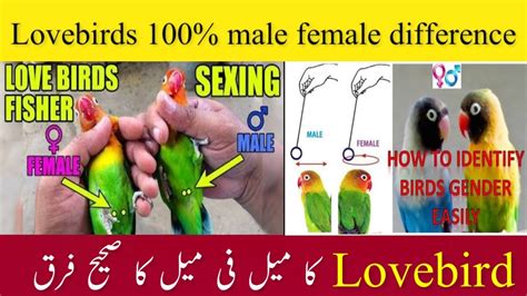 How To Identify Male And Female In Lovebirds Love Birds Male Female