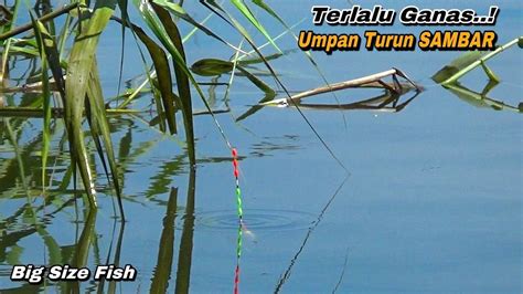 Nekat Mancing Ikan Nila Saat Hujan Gak Nyangka Dapat Babon YouTube