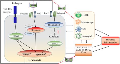 Model Of The Role And Proposed Mechanism Of Wnt5a In Psoriasis