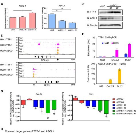 High Expression Of NKX21 In A Subset Of SCLC A Expression Of NKX21