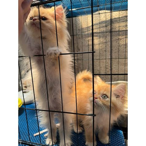 jual kucing kitten flatnose persia anak kucing pesek kitten persia