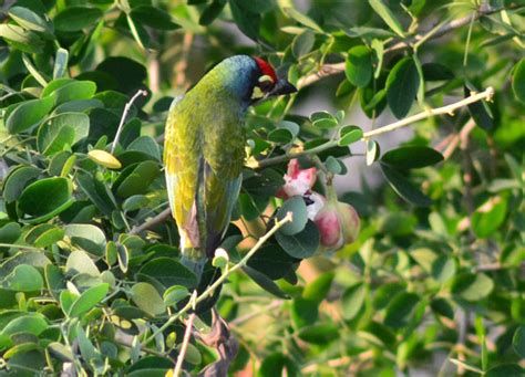 Birds In Bangkok City Centre And Wildlife In Thailand