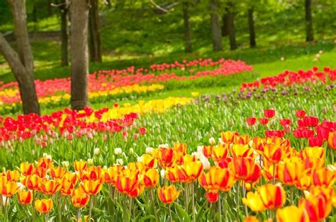 Bed of tulips in a garden of Istanbul | Stock image | Colourbox