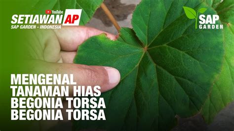 Mengenal Tanaman Hias Begonia Torsa SAP Garden YouTube