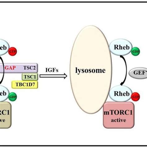 Model Of Mtorc Activation By Amino Acids Rheb Binds To Fkbp And